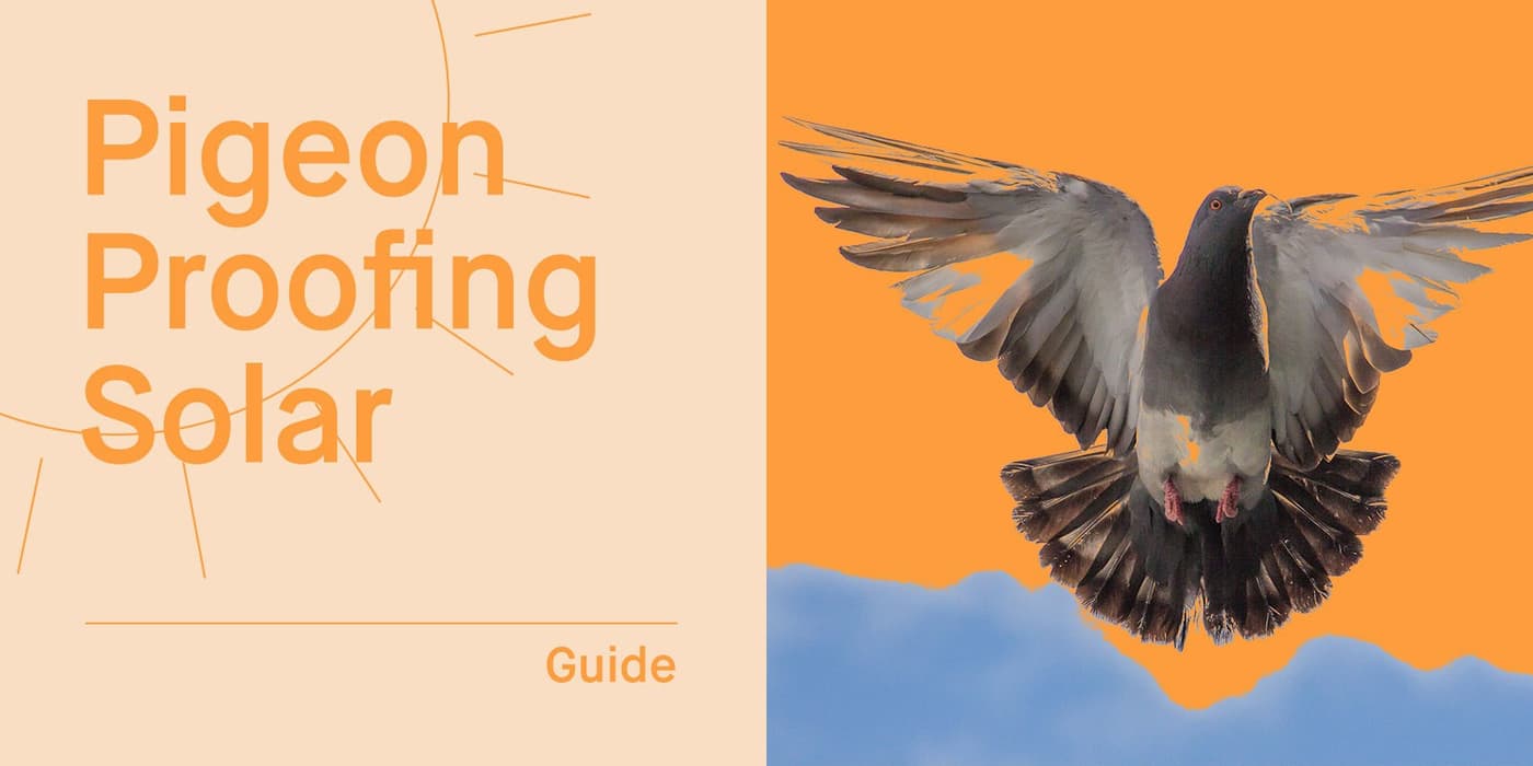 Solar Panel Bird Proofing